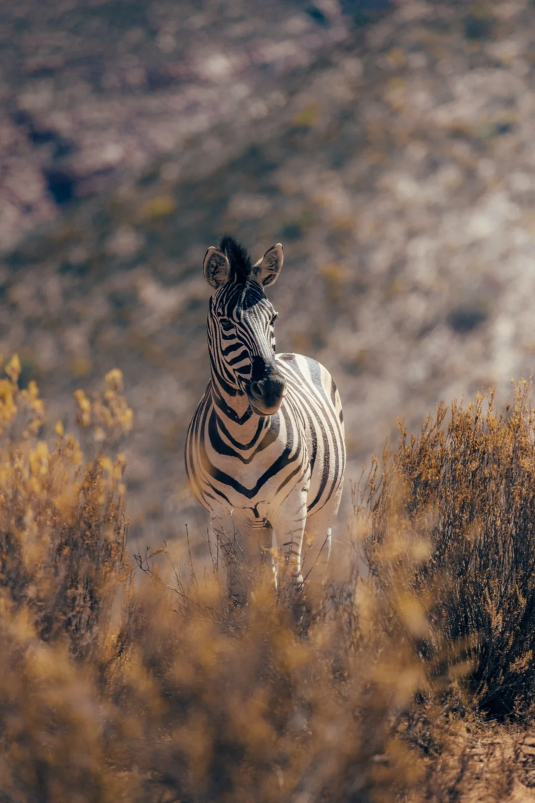 Zebra at Aquila